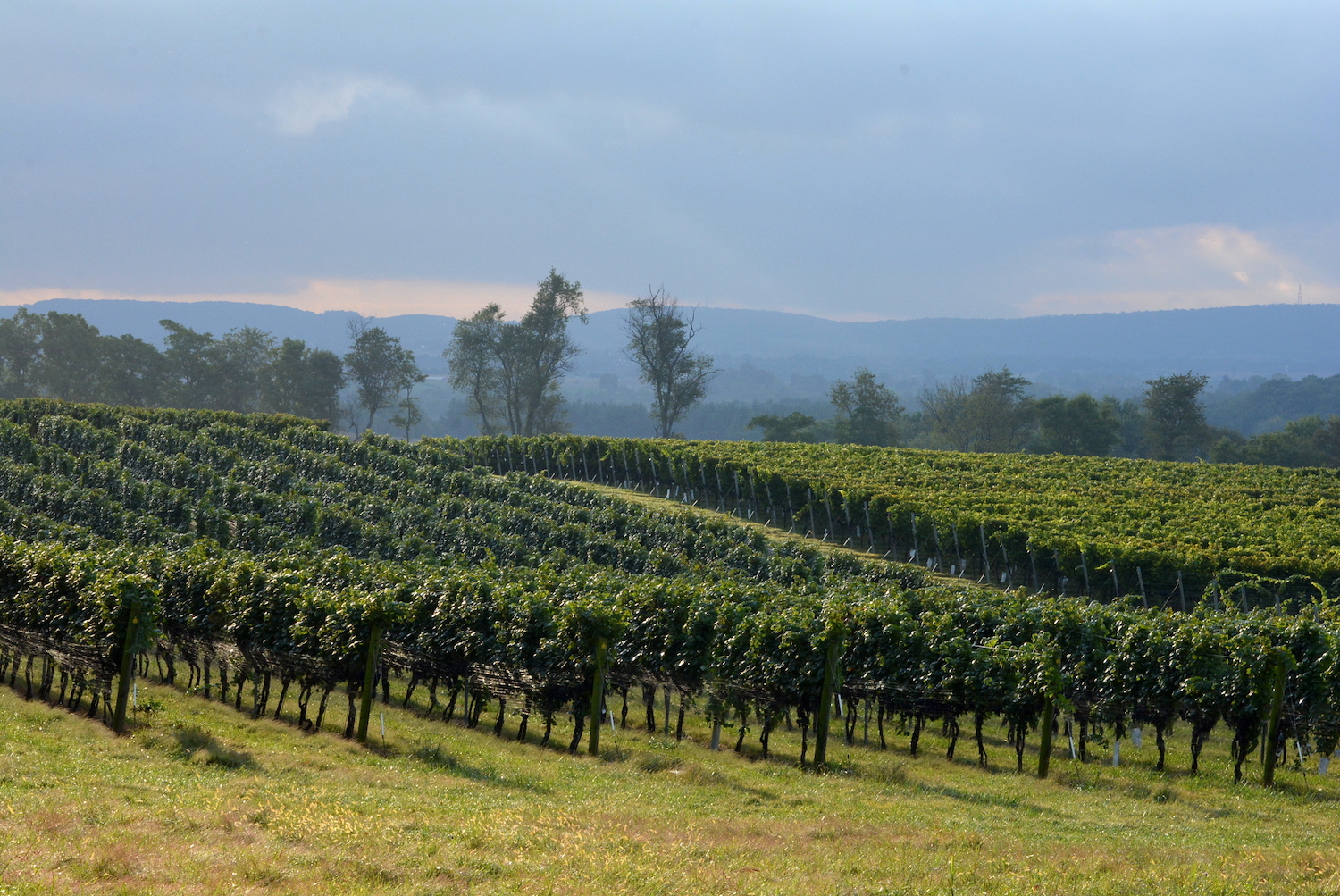 File:Vineyard near Szurdokpuspoki.jpg - Wikipedia